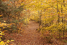 Fall Colors, Rickets Glen State Park, Pennsylvania