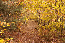 Fall Colors, Rickets Glen State Park, Pennsylvania