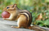 Chipmunk