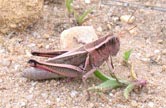 Grasshopper