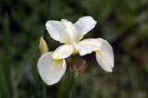 Wild Iris