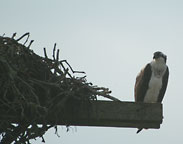 An Osprey at Nantucket