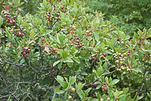 Beach Plum