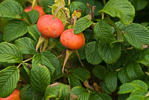 Rose Hips