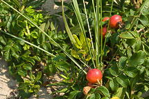 More Rose Hips