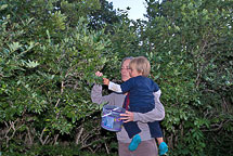 Picking Blueberries