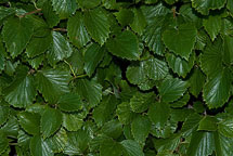 Leaves