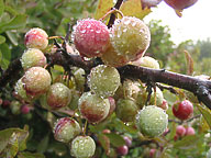 Beach Plums