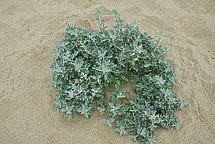 Beach Plant Madakasham