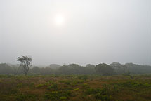 Foggy Farm