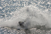 Jet Ski