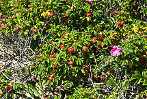 Beach Roses