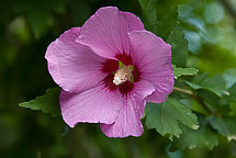 Rose of Sharon