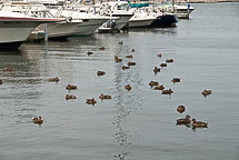 Ducks