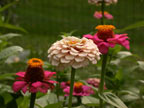 Zinnia