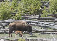 Yellowstone