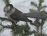 Grey Jay at Washington Pass, Cascades National Park, WA