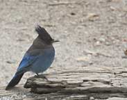 Steller's Jay, Emerald Bay, Lake Tahoe, CA