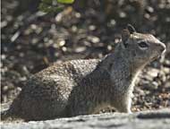 Squirrel at Yosemite